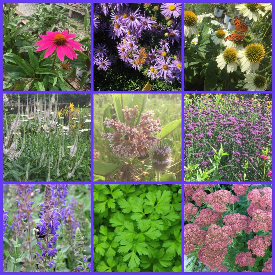 Beginner Pollinator Garden